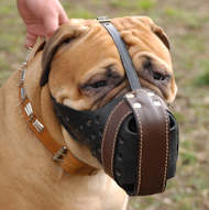 Bullmastiff dog muzzle