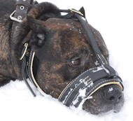 Royal Nappa Leather Dog Muzzle - FULL PADDED DOG MUZZLE