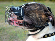 american-bulldog-muzzles