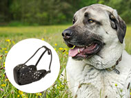 anatolian-shepherd-muzzles