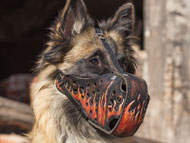 belgian-sheepdog-muzzles