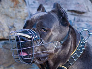 dog muzzle for cane corso