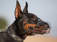 doberman-muzzles