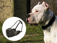 dogo-argentino-muzzles