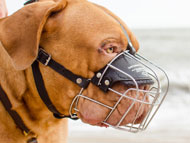 dogue-de-bordeaux-muzzles