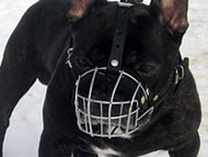french-bulldog-muzzles