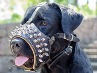 labrador-muzzles