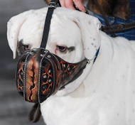 Hand painted by our artists leather Muzzle "Dondi" Plus