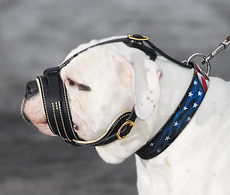 Buy american best sale bulldog