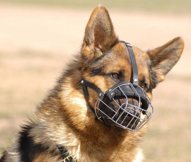 German Shepherd Wire Basket dog muzzle - Click Image to Close