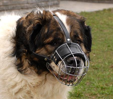 Caucasian Shepherd Basket Wire Dog Muzzle - Kavkaskaia Ovtcharka