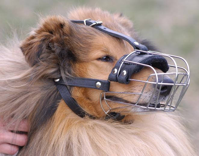 Collie Wire Basket dog muzzle.