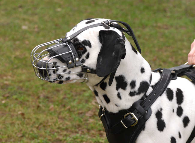 Dalmatian Wire Basket dog muzzle-Basket muzzle for Dalmatian