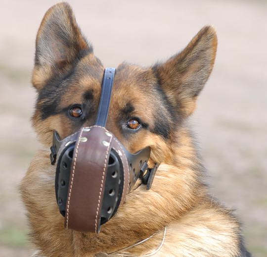 dog muzzle for barking