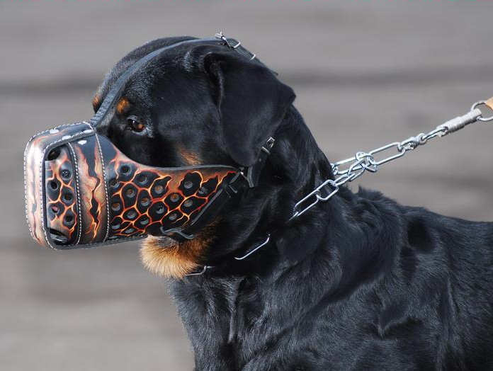 Hand painted by our artists leather Muzzle "Dondi" Plus-Rottweil