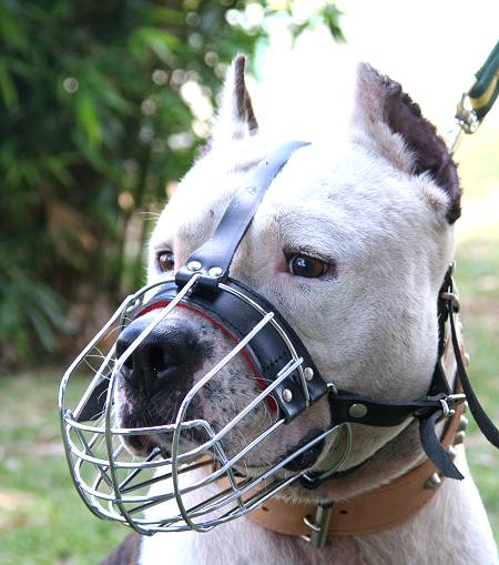 American Staffordshire Terrier Wire Basket Dog Muzzles - Click Image to Close