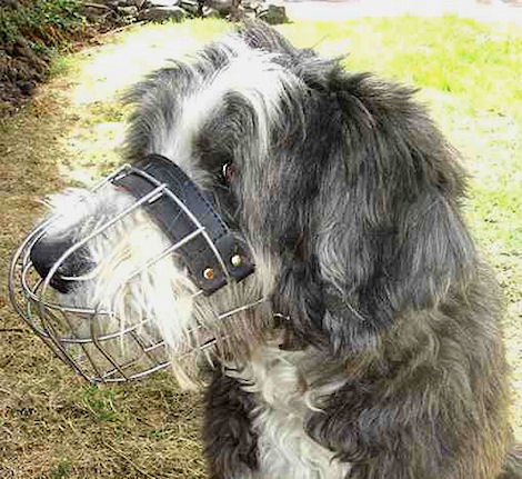 Polish Lowland Sheepdog Wire Basket dog muzzle