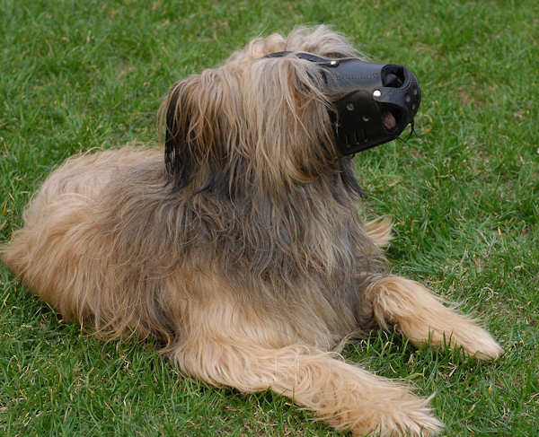 Everyday Briard Leather dog muzzle
