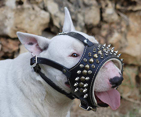 Royal Spiked Leather Dog Muzzle for Bull Terrier