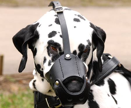 Everyday Dalmatian Leather dog muzzle