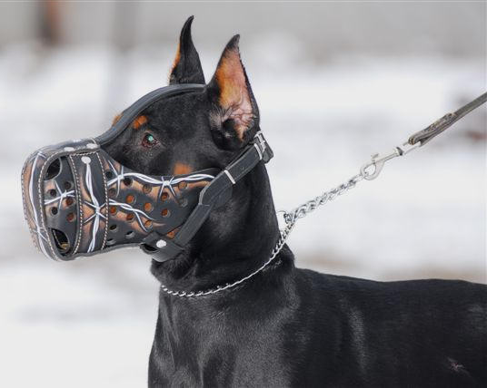 Buy Barbed Wire Painted Leather Dog Muzzle Agitation Training