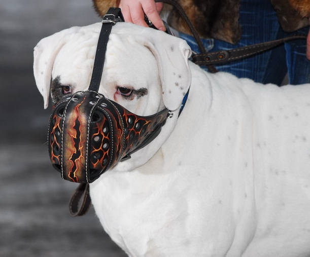 Beautiful Magma Painted Leather Dog Muzzle