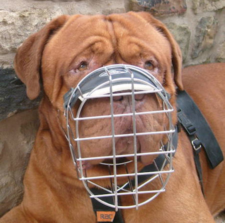 Big Wire Basket Dog Muzzle for Dogue De Bordeaux