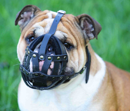 English Bulldog Leather Dog Muzzle - British Bulldog Ventilated Basket Muzzle
