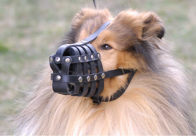 Everyday Lightweight Ventilation Collie Muzzle