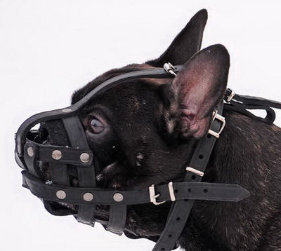 leather-muzle-for-french-bulldog-small_LRG.jpg