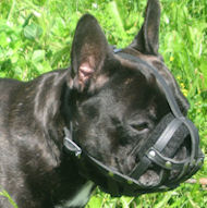 Custom Made Leather Dog Muzzle for French Bulldogs,Pugs,Bostons