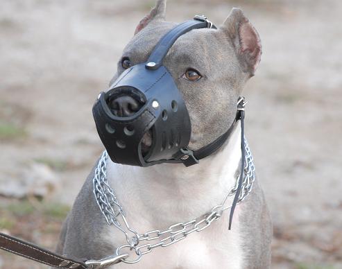 Pitbull snout on sale size