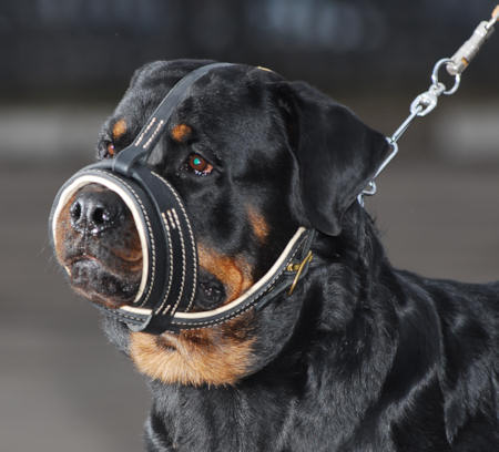 Leather Royal Nappa Dog Muzzle for Rottweiler