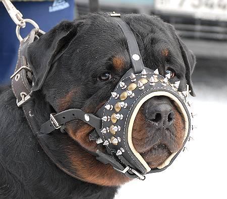 Royal Spiked Leather Dog Muzzle