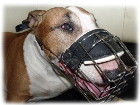Bull Terrier Wire Muzzle for EVERY DAY-Basket Dog Muzzle