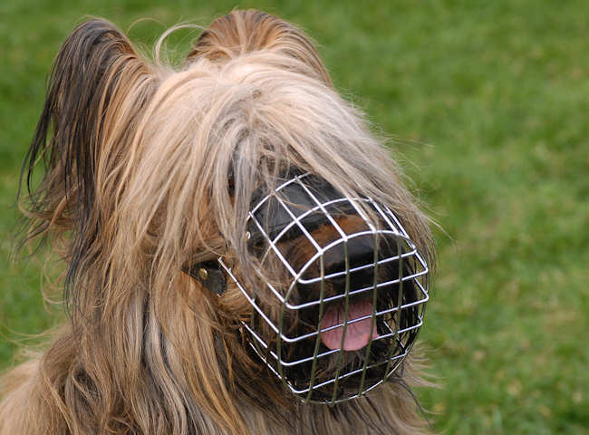 Briard Wire Basket Dog Muzzle for Walking and Training