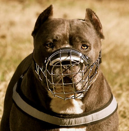 Wire Dog Muzzle for Pitbull -Pitbull Basket Cage Dog Muzzle - M9