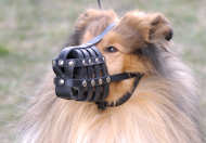 Collie dog muzzle for walking
