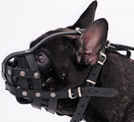 french bulldog dog muzzle, english bulldog dog muzzle
