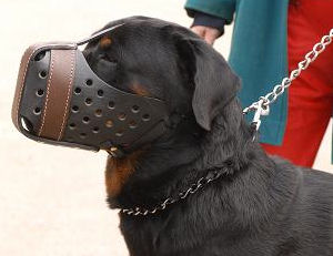 best leather dog muzzle for Rottweiler
