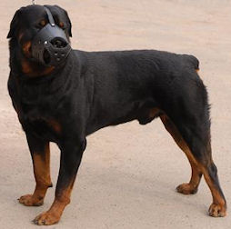 Rottweiler dog muzzle for training ,walking