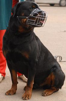 Rottweiler muzzle for large breeds