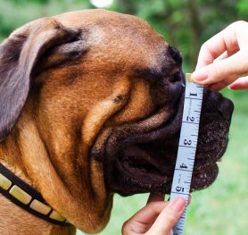 How to Choose Dog Muzzle